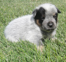 22 days old