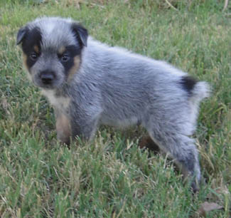 29 days old