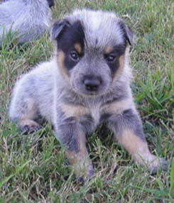 29 days old