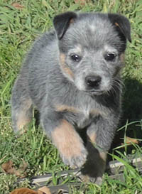 5 1/2 weeks old