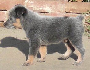 5 1/2 weeks old