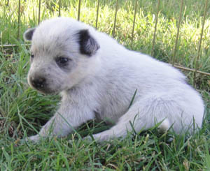 16 days old