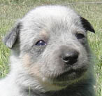 Blue Male (Cutter x Jabberwocky).  Owner = Phillip & Lou Ellen Scott