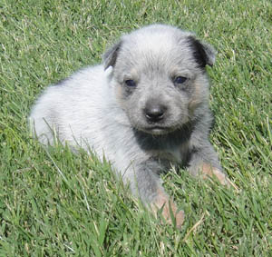 22 days old