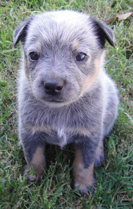 29 days old