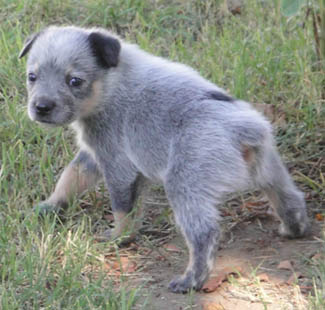 29 days old