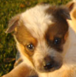 Red Female (Cutter x Yoda). Owner=Megan Tapley.