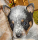 Blue Female (Cutter x Yoda). Owner = Stacey Steinmetz.