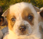 Red Female (Cutter x Yoda). Owner = Lisa & Steve Damele.