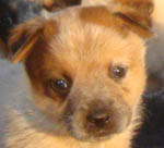 Red Male (Cutter x Yoda). Owner = James Murphy
