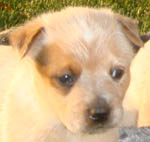 Red Male (Cutter x Yoda). Owner=Phillip & Lou Ellen Scott.