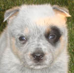 Blue Male (Cutter x Yoda). Owner = Heather Malley