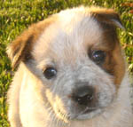 Red Male (Cutter x Yoda). Owner=Karen Van Gerpen.