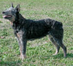 Bridgette - Blue Queensland Heeler