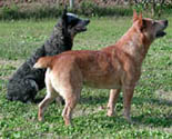 Jake - Red Queensland Heeler male - reference only