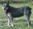 Katie - Blue Heeler