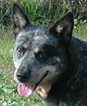 Katie - Blue Queensland Heeler