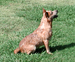 Jake sitting in the yard.