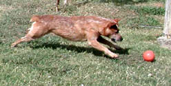 Jake playing with his ball.