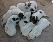 Click to see more puppy photos (Puppy Page) of blue and red heelers.