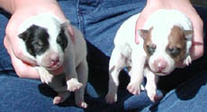 Two day old blue heeler pup on left, and red heeler pup on right.