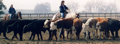 Sally on He's In Command at a cutting lesson with Gavin Jordan.