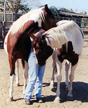 Yes, our horses love people!